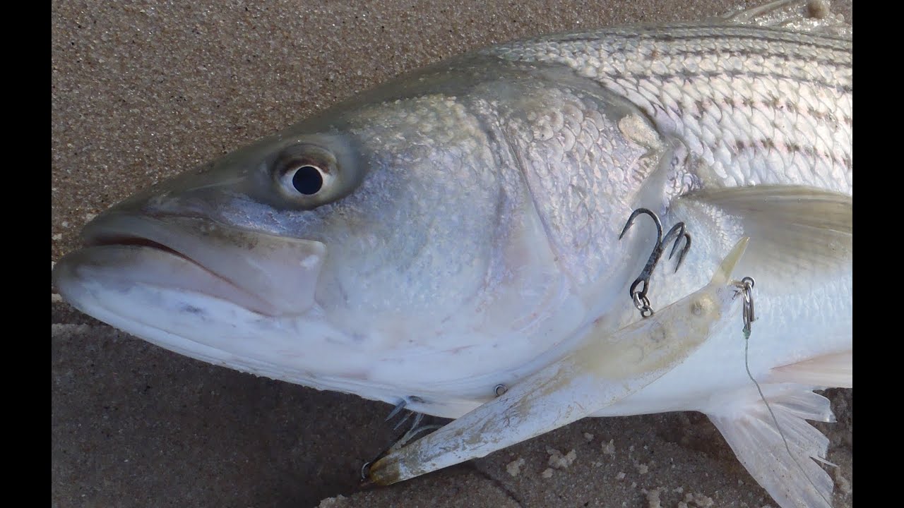 Striper Surf Fishing - Bomber Lures