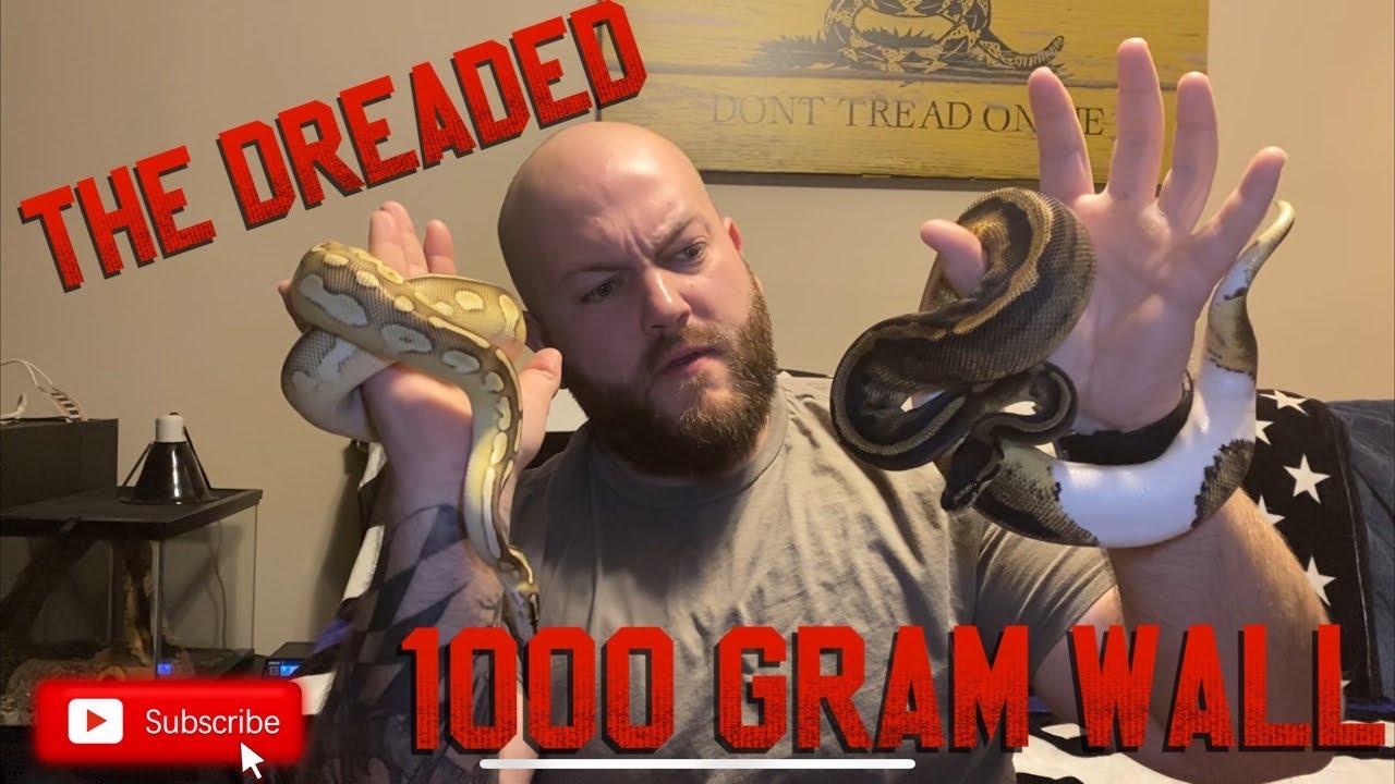 Feeding Ball Pythons: tackling the dreaded 1000 gram wall! Why you need to prepare for it !