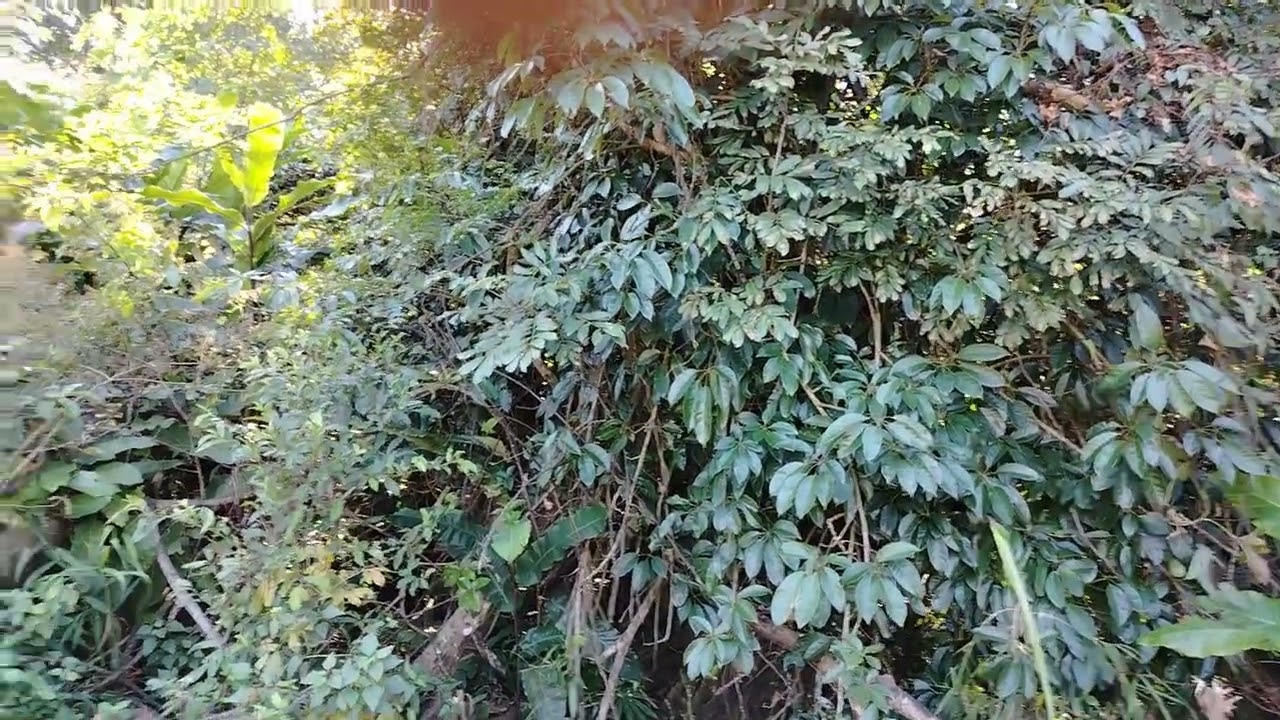 Pi nong ơi mưa ỉn cư khâu pum Chào pi nong nơ âu cằn đang ký ủng hộ kênh é nơ ❤️❤️❤️🌹🌹🌹