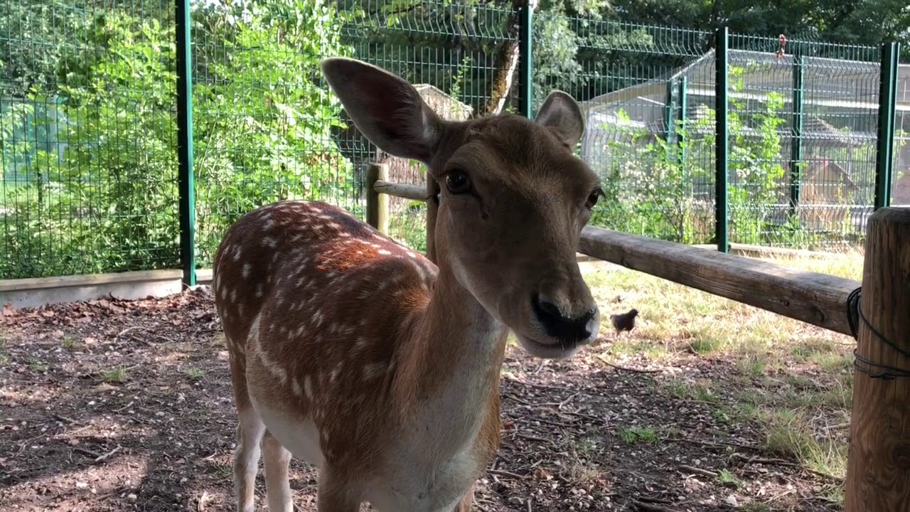 Gradignan : à la découverte du parc animalier René Canivenc