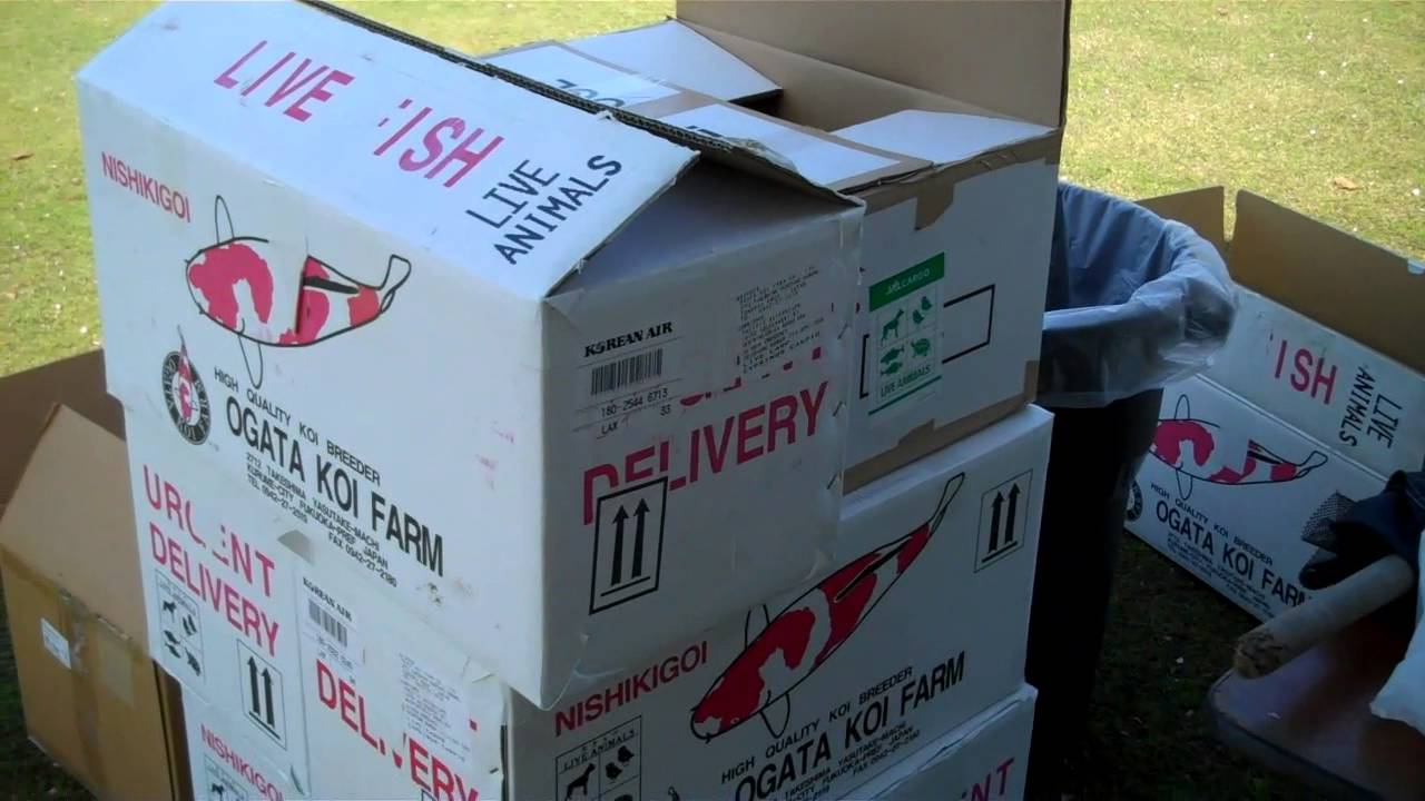 Transporting Koi in bags.