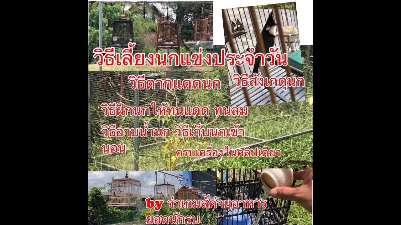 วิธีเลี้ยงนกแข่งประจำวัน วิธีตากแดดนก วิธีฝึกนกให้ทนแดด ทนลม วิธีอาบน้ำนก วิธีเก็บนกเข้านอน