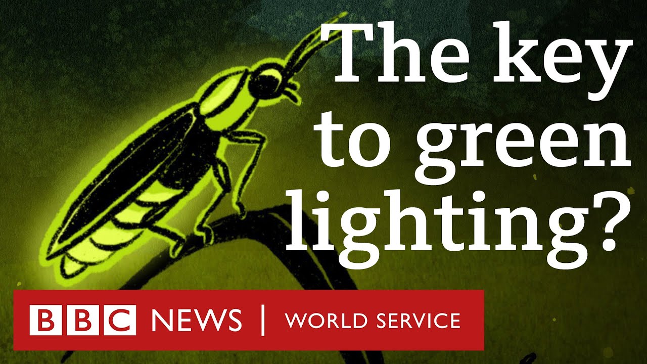 How fireflies inspired energy-efficient lights - BBC World Service, 30 Animals podcast