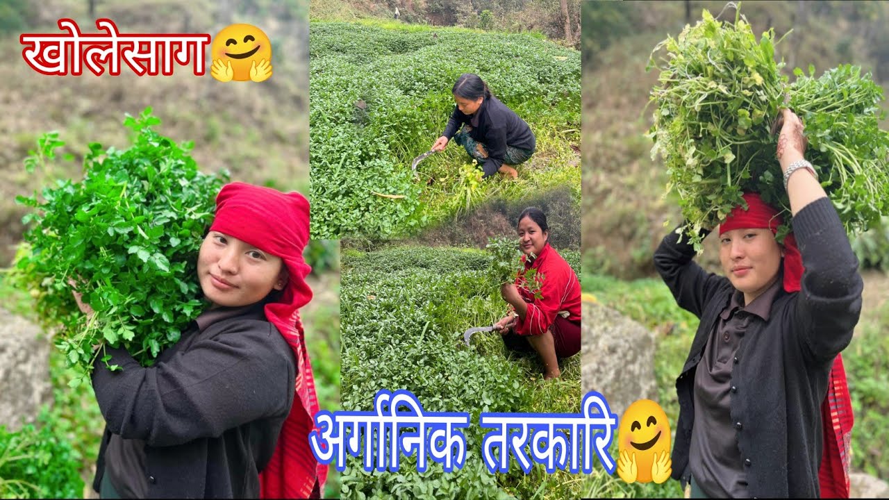 आज दिनभरि खेतमा खाेले साग टिपेर  दिन गयाे ।🤗🤨 (अर्गानिक तरकारि )🤗