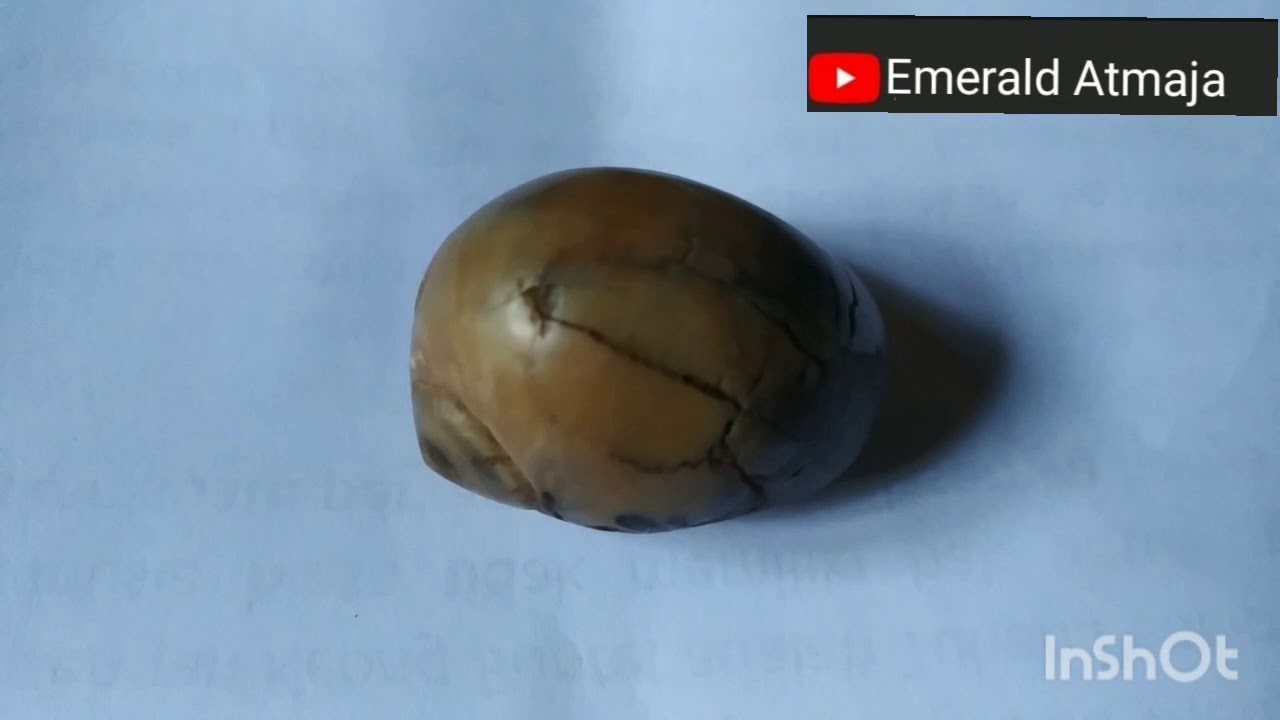 Mengenal Paica KAKUL EMPET / KOL BUNTET