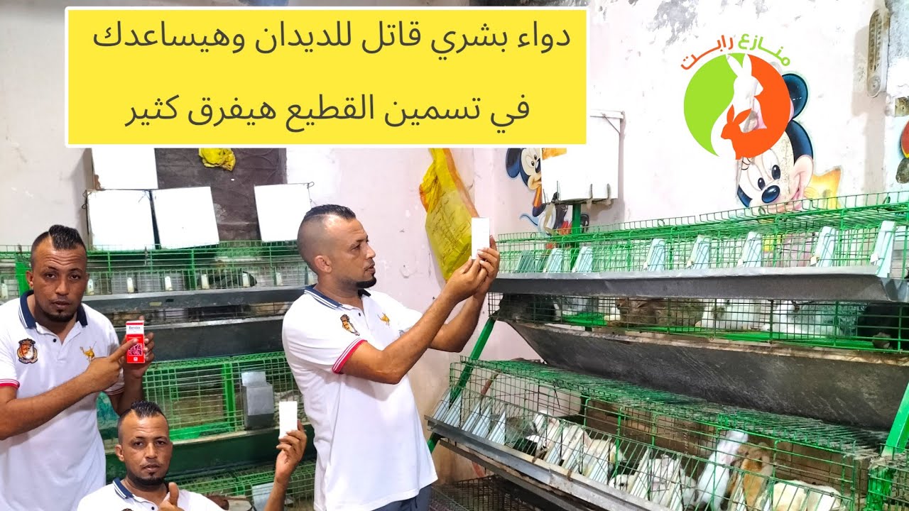 بطن الارنب 🫣 مليانه ديدان 😲 اكيد ما فيش تسمين 🔋 بيمص الارانب ☣️ دواء بشري بس من الاخر