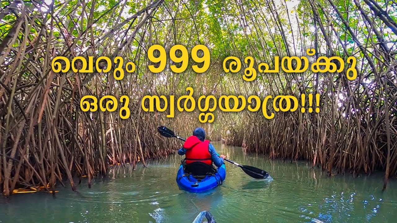 വെറും 999 രൂപയ്ക്കു ഇങ്ങനെയൊരു ട്രിപ്പ് 🚣‍♂️| Mangrove forest kayaking