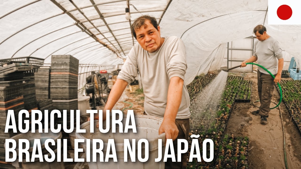 BRASILEIRO FAZENDO MUDAS DE MANDIOCA NO JAPÃO