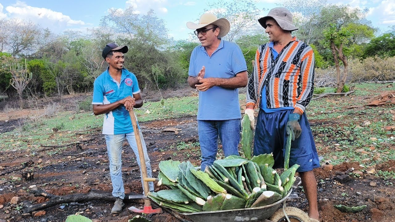 REPÓRTER MATUTO MOSTRA A PLANTAÇÃO DE PALMA NO SERTÃO PERNAMBUCANO.