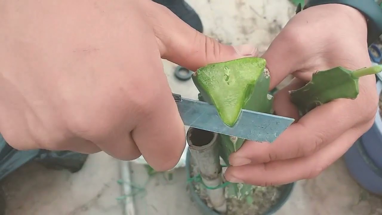 حلقة تطعيم او تركيب الدراغون فروت فاكهة تنين dragon fruit  🇹🇳🇹🇳