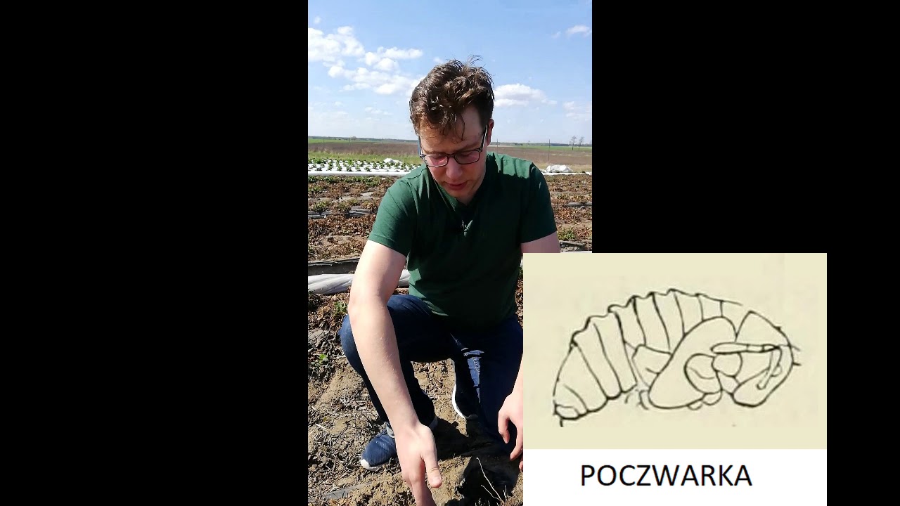 Larwy opuchlaka w uprawie truskawki