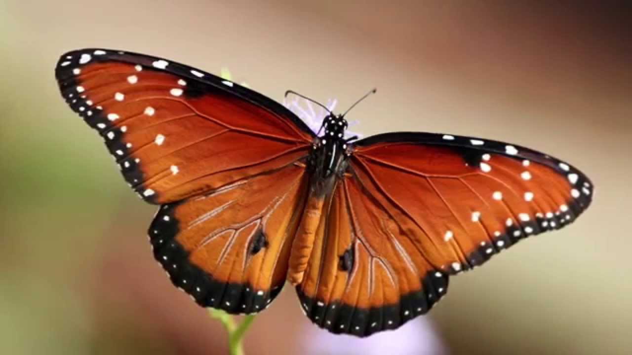 Geometry in Nature