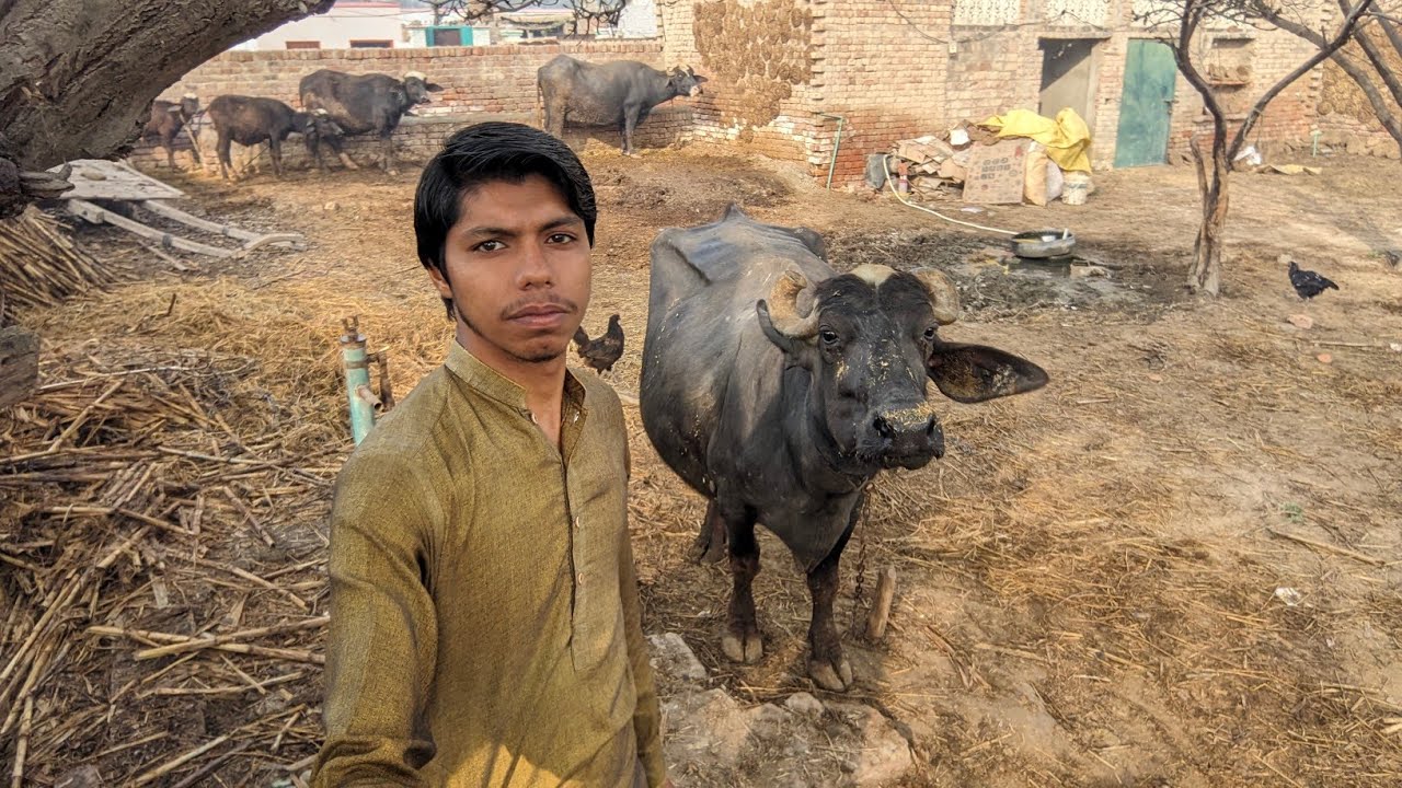Morning routine buffalo in winter||Buffalo farming with hamza.
