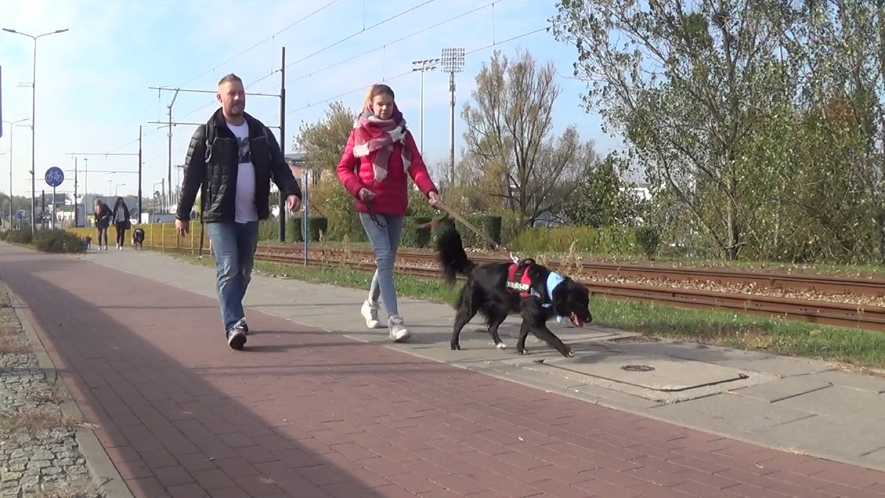 Parada Ps&oacute;w Adoptowanych 2018 r.