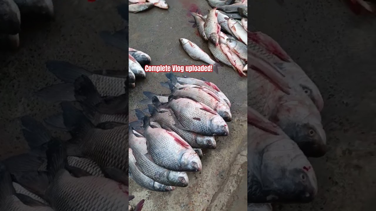Fish market price update, Machli Mandi