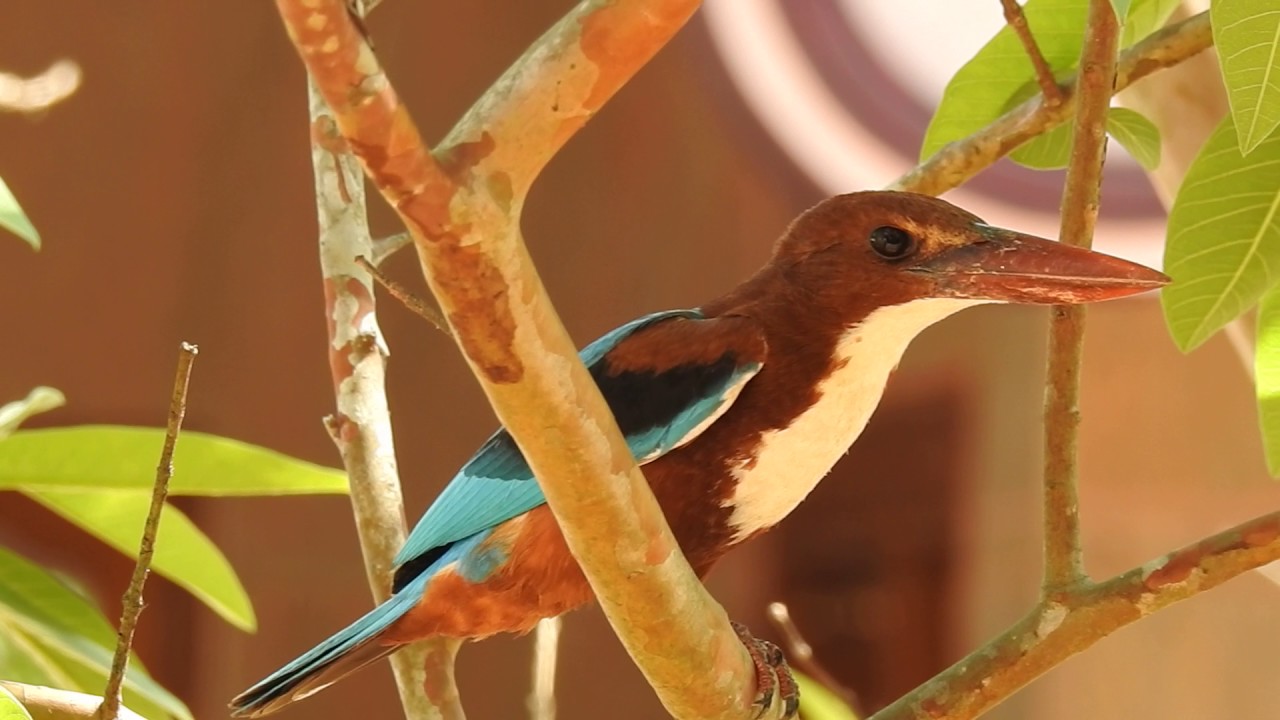 Birds in their natural habitat-blue kingfisher