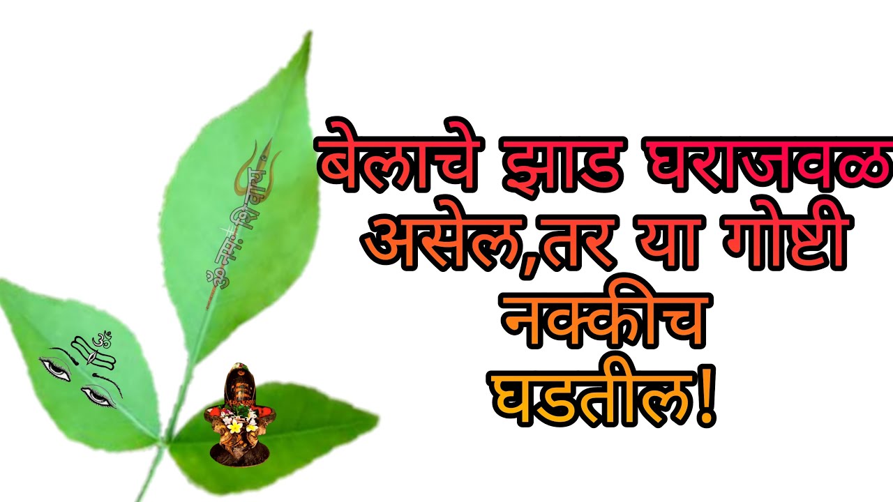 घराजवळ बेलाचे झाड शुभ कि अशुभ?@vediktvinmarathi