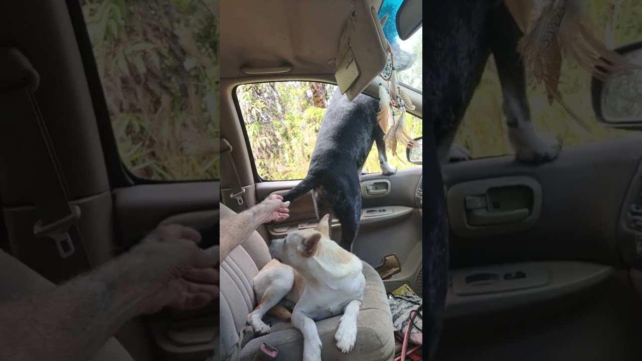 Dingo attacks a tourist!@@!