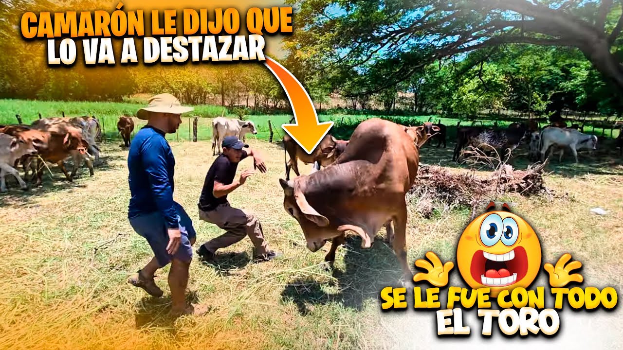 Vean como reaccionó el BONITO cuando Camarón le dijo esto. Heydi sigue TIRANDOLE a Julio.