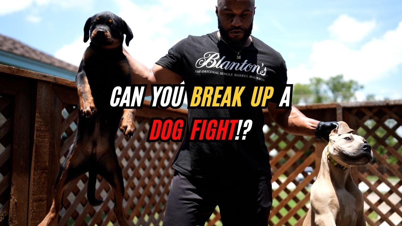 Can You BREAK UP a DOG FIGHT!?!?!?