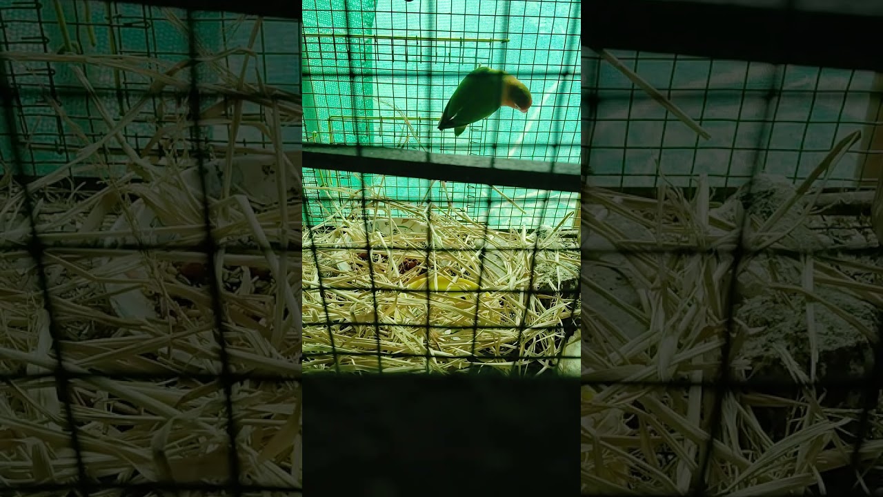 African love birds nesting