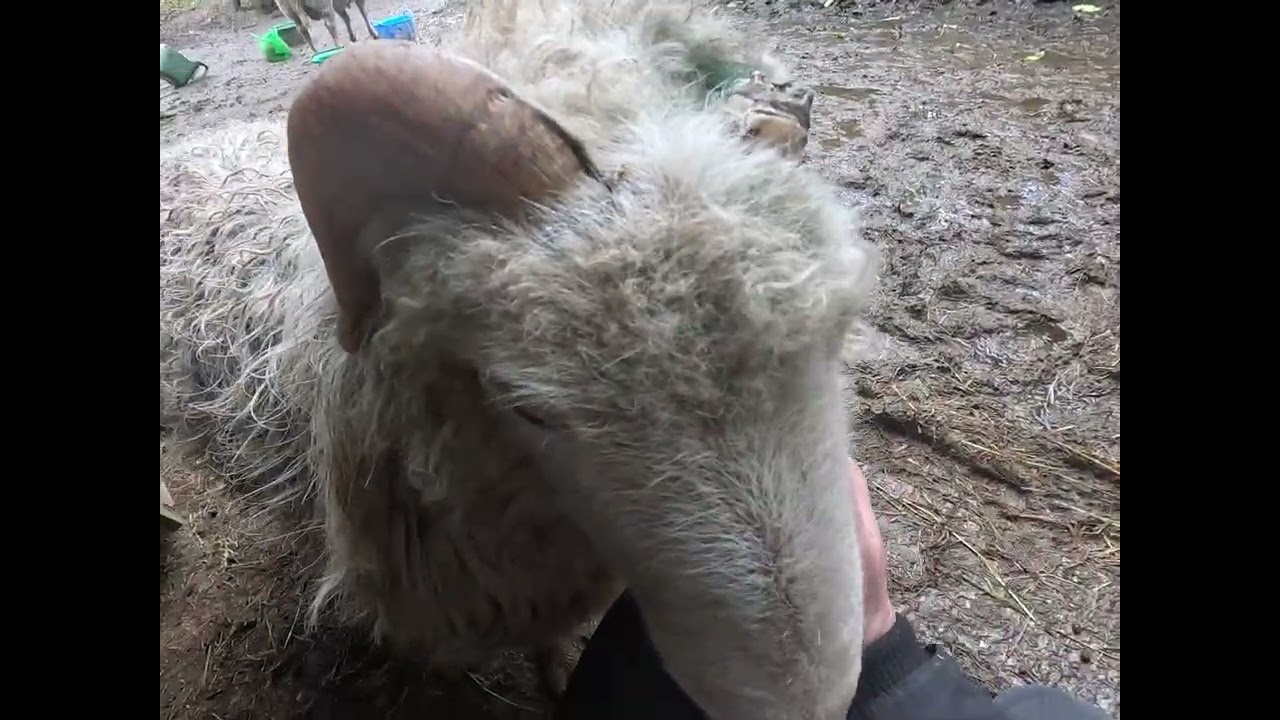 Morning Sheep Time 7 Feb 2026