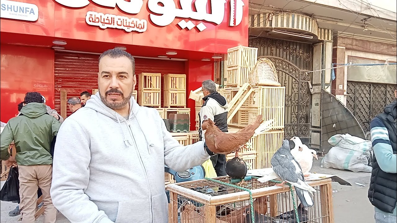 جنون اسعار الحمام في سوق المحله الكبرى #النجار_فوق 