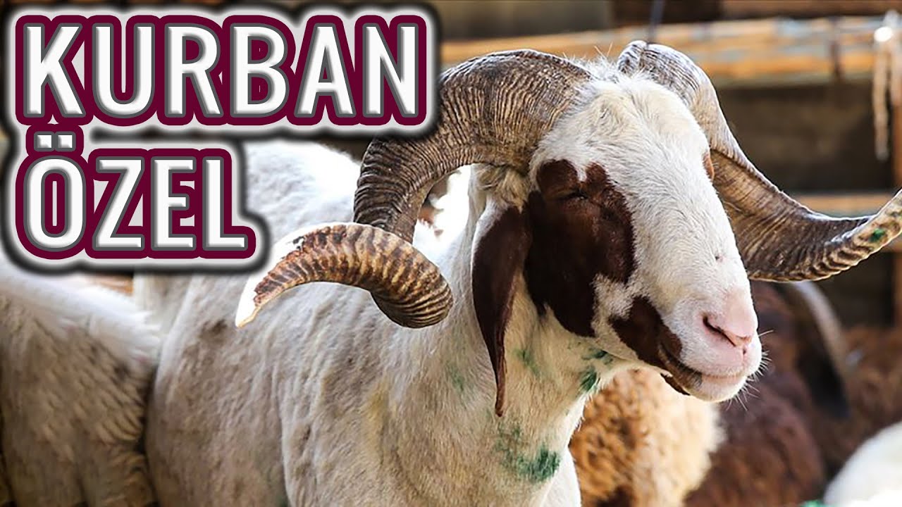 KURBAN KESECEKLERİN DİKKATİNE !!! (Kurban Etini Yumuşak Yemek İçin Tavsiyeler)