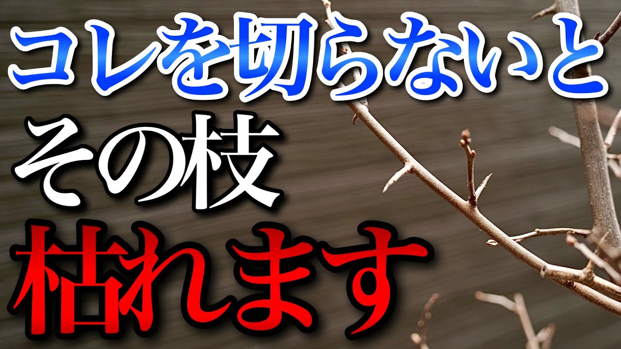 【誰も教えてくれない】剪定のついでにコレも切らないと枯れます