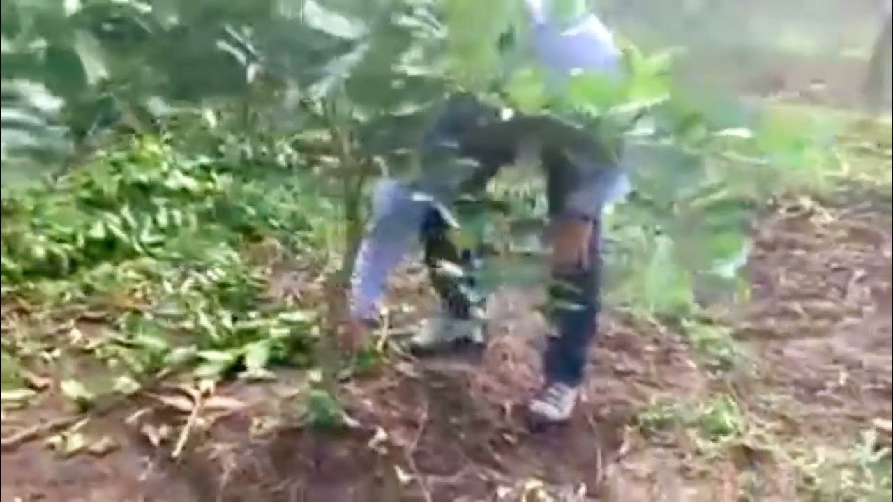 Estrategia de rejuvenecimiento progresiva de una huerta de limón persa.