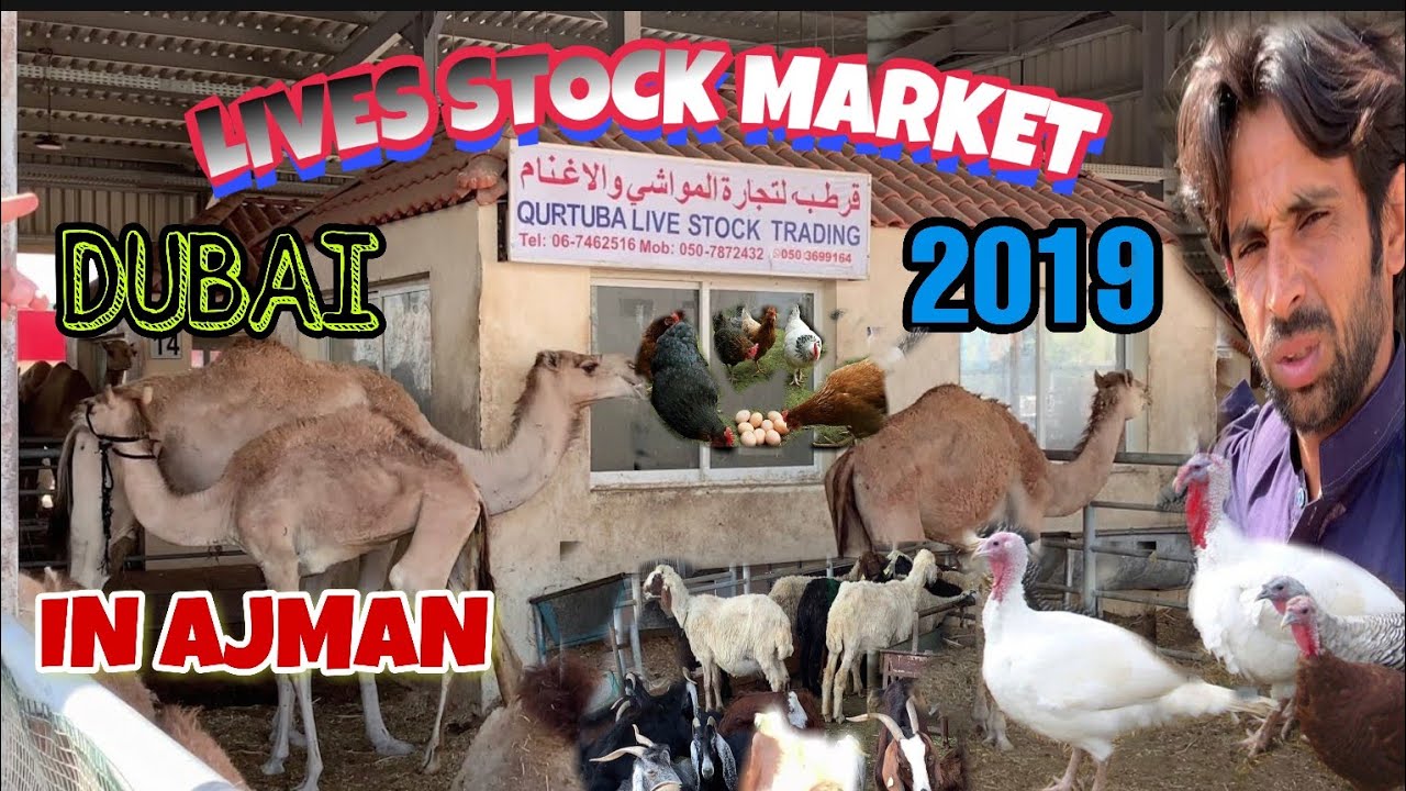 LIVESTOCK MARKET IN AJMAN UAE 2019 MEAT MARKET