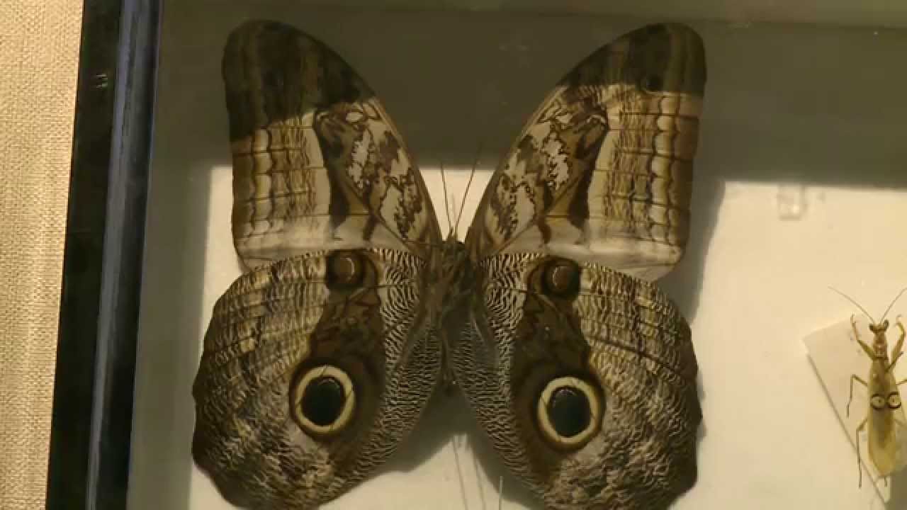 寰宇新聞 完全.不完全.無變態 昆蟲成長大不同