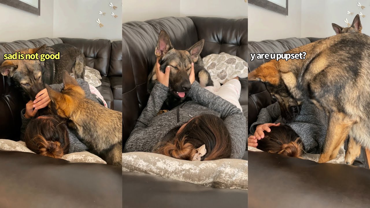 Dogs Try To Cheer Up Their Owner