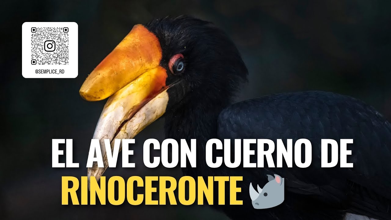 Cálao Rinoceronte: El Ave con Casco de Rinoceronte que Gobierna la Selva