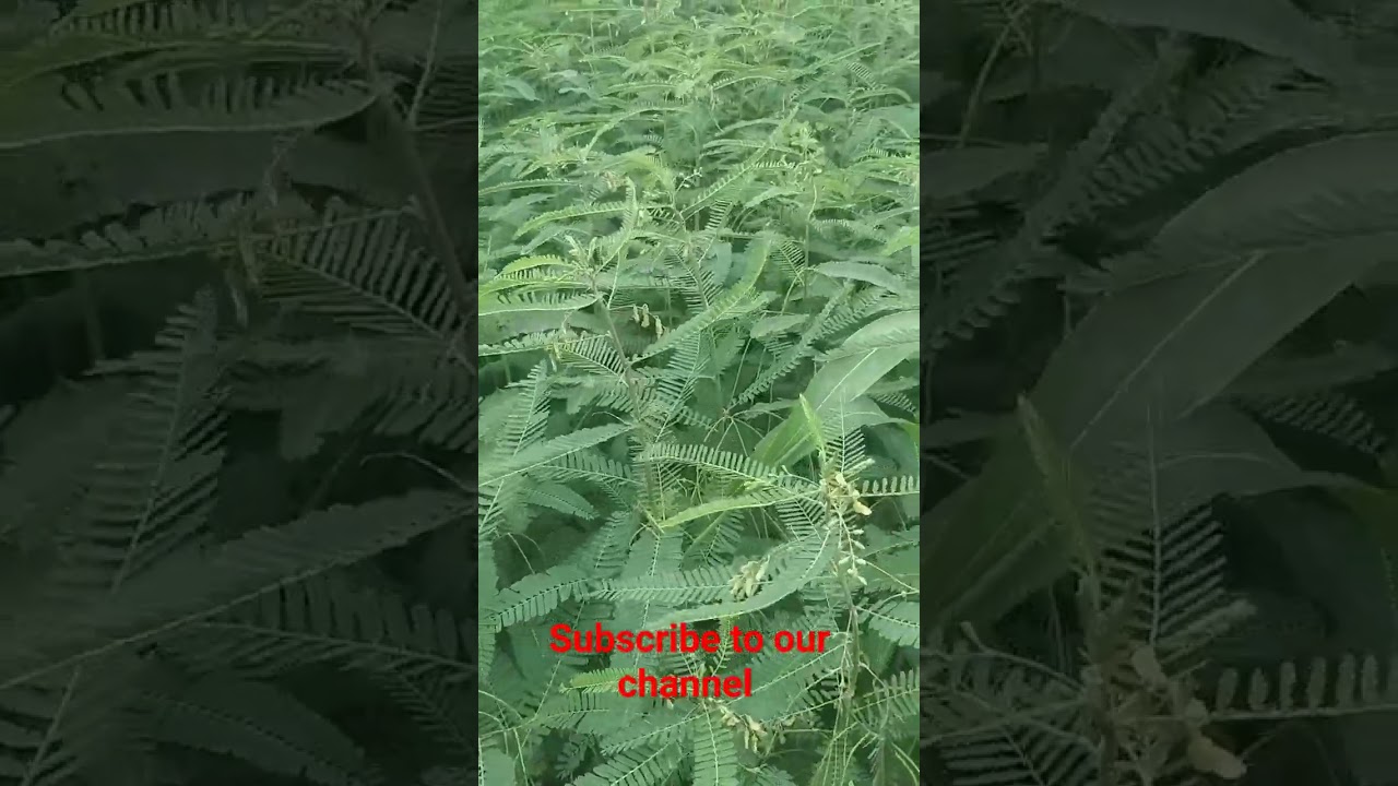 TO INCREASE SOIL FERTILITY