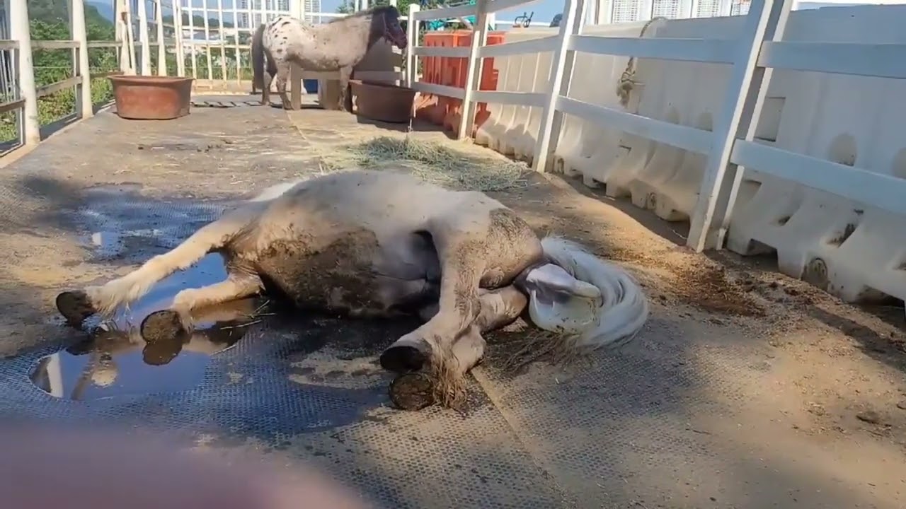 망아지 출산 모습!! 15번째 망아지🦄