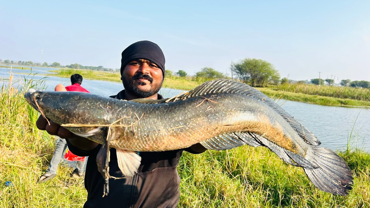 #MONSTER SIZE PHOOL MURREL😱, ఈ size చేపలు పట్టాలంటే, ఈ video పూర్తిగా చూడండి మామ 🤩