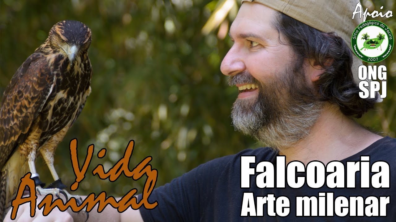 Falcoaria - A arte milenar de adestrar falcões, gaviões e outras aves de rapina