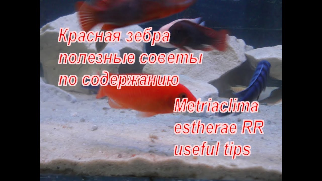 Красная зебра полезные советы по содержанию
