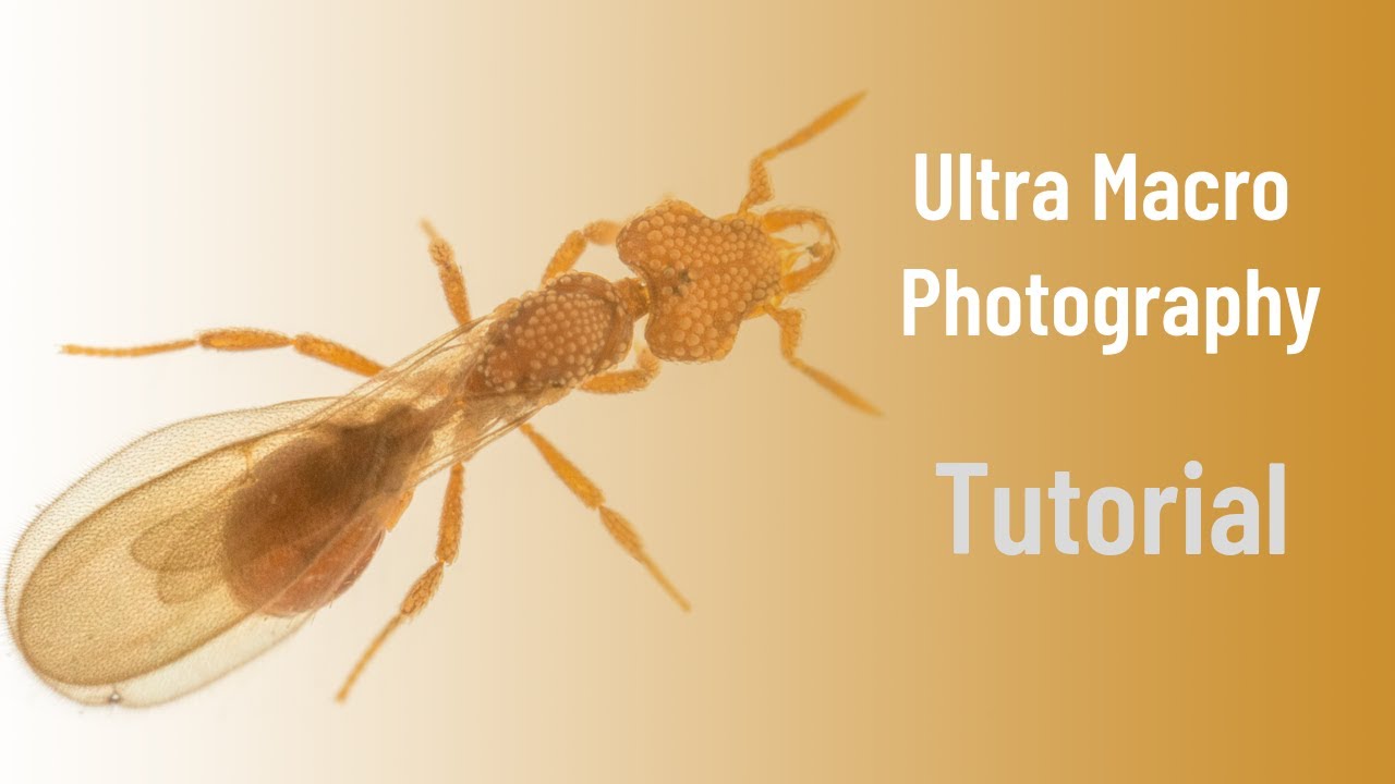 Ultra Macro photography tutorial - photographing animals from soil