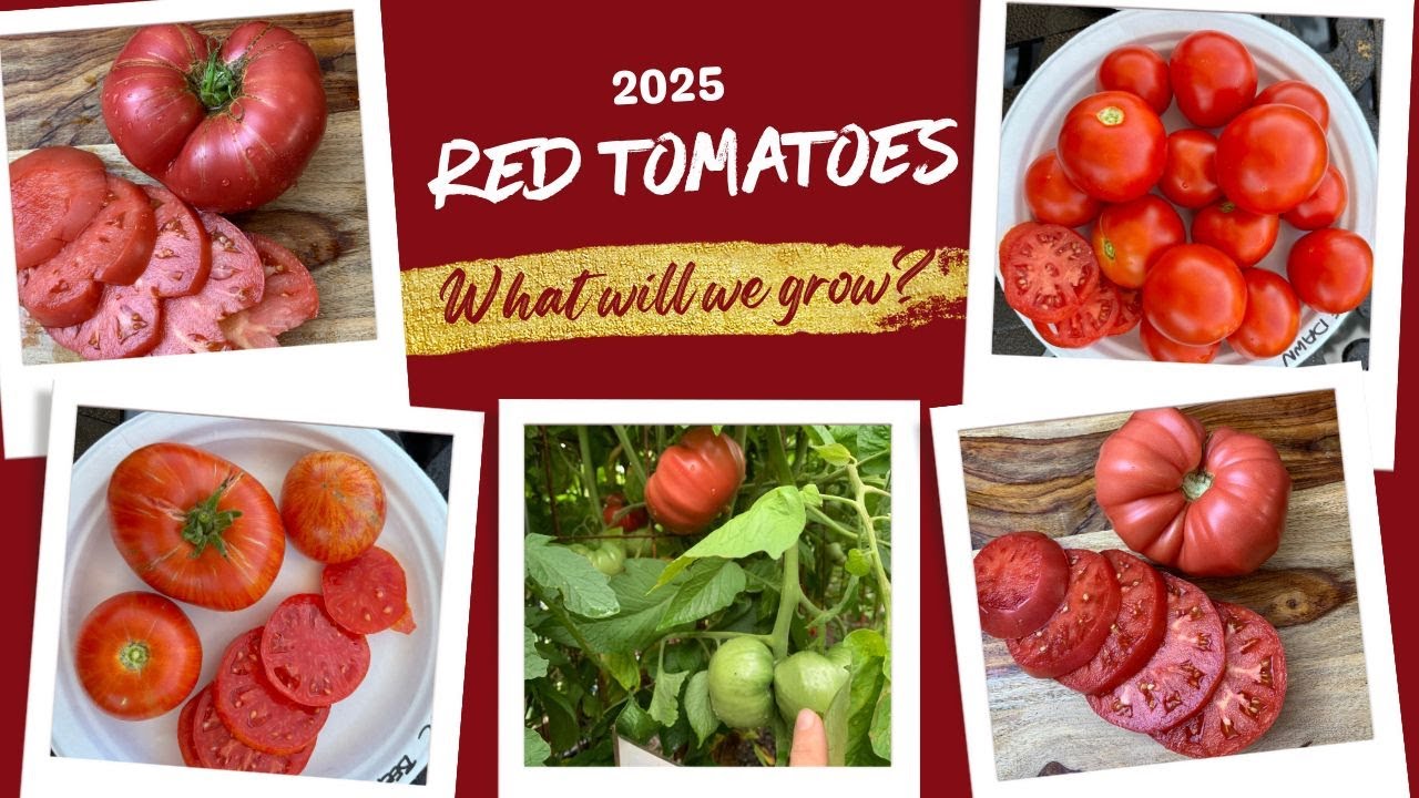 Standout Slicer and Beefsteak Tomatoes for 2025!