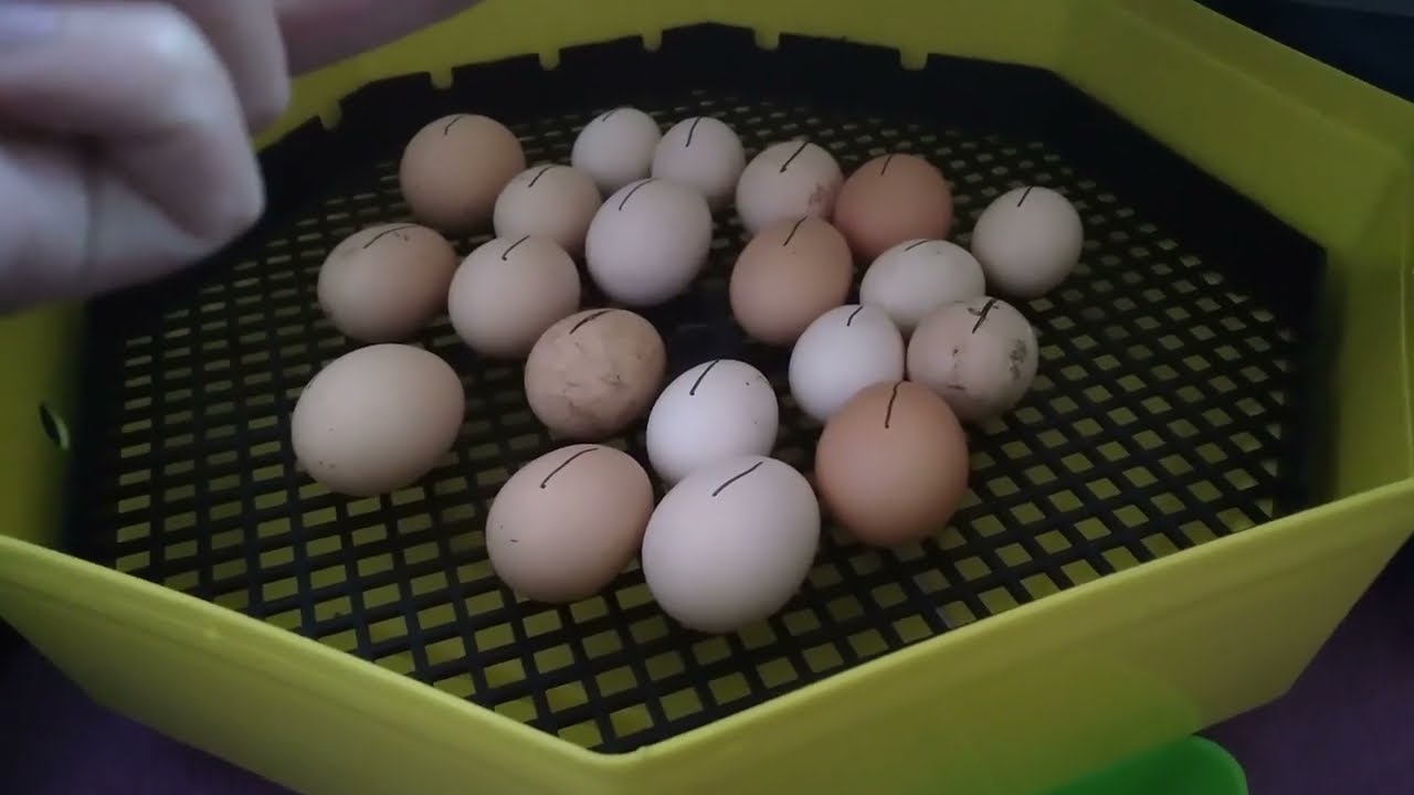 Pokazanie inkubatora Cleo 5.