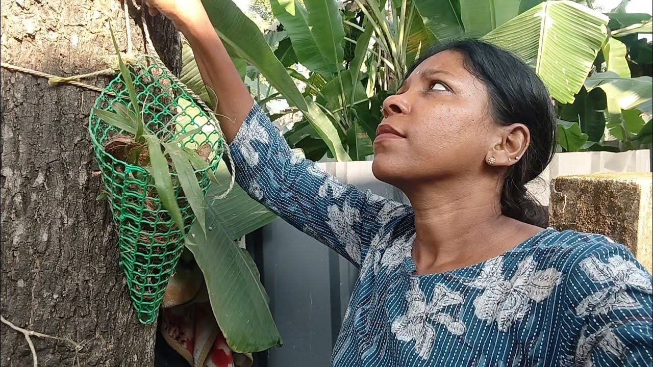 ഓർക്കിഡ് നട്ടാലോ