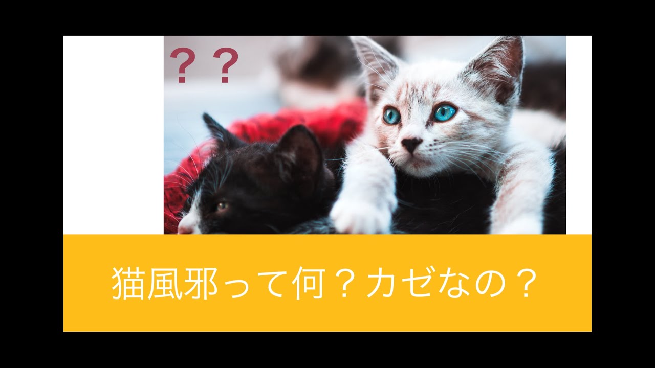 【パペット獣医】猫風邪って何？猫風邪の症状や原因、治療法を解説