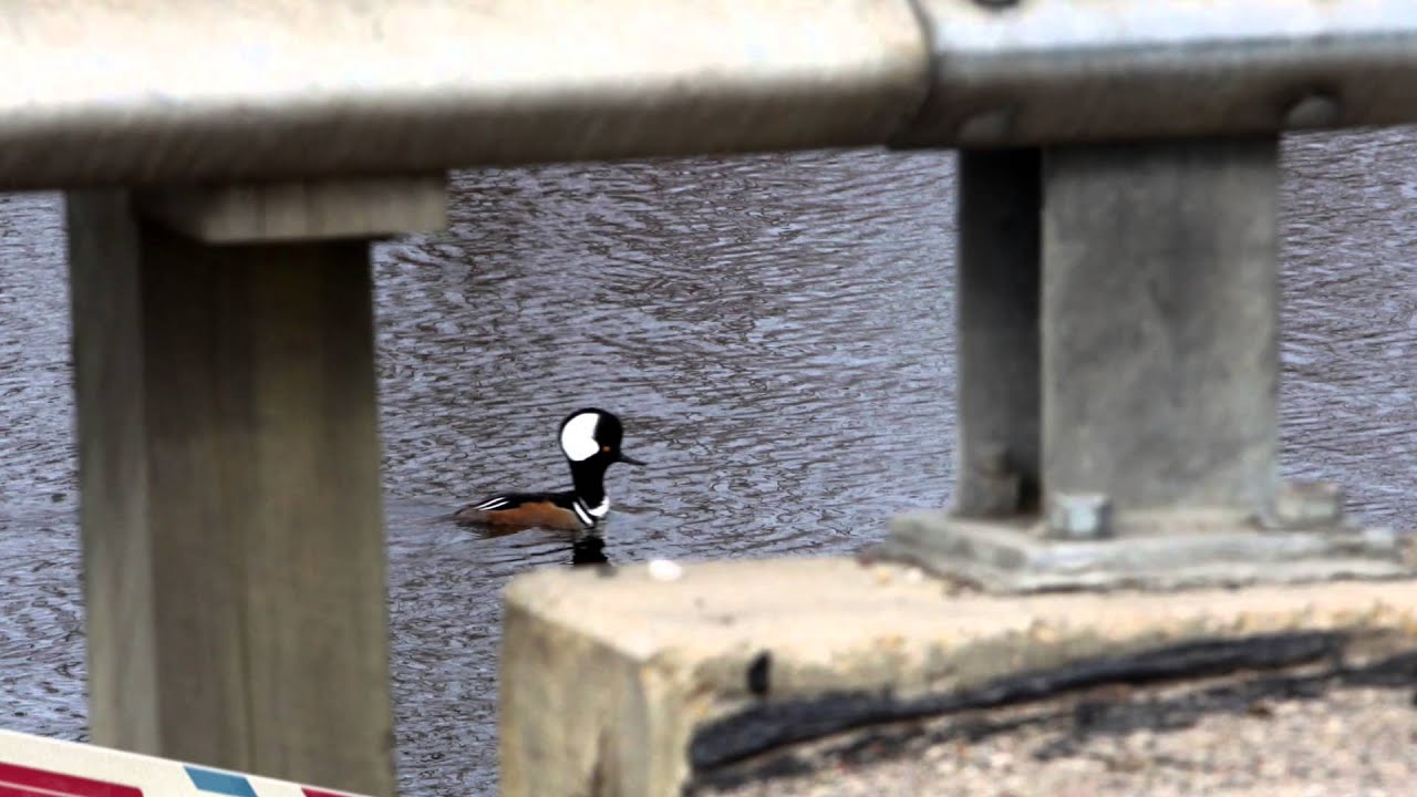 Wisconsin Bird Identification