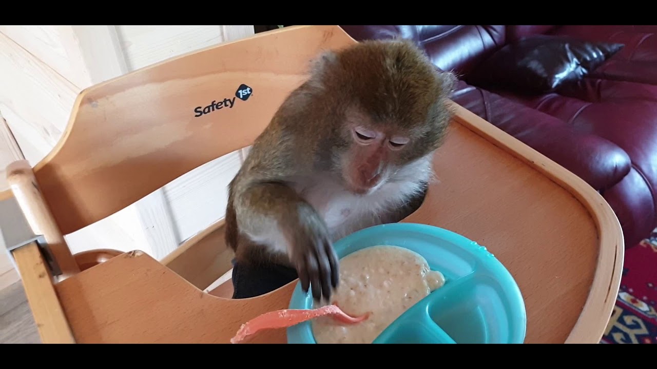 Monkey Home - Утро Домашних Макак.