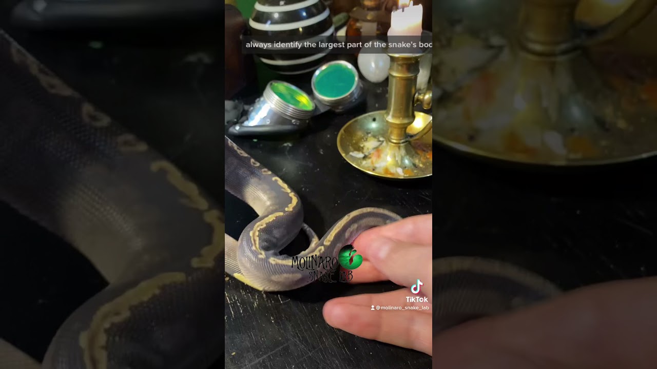 🐍 What size meal should I feed my snake? 🧪 #shorts #snakekeeping #petsnakes #ballpythons