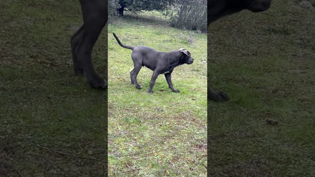 Macho cane corso 4 meses