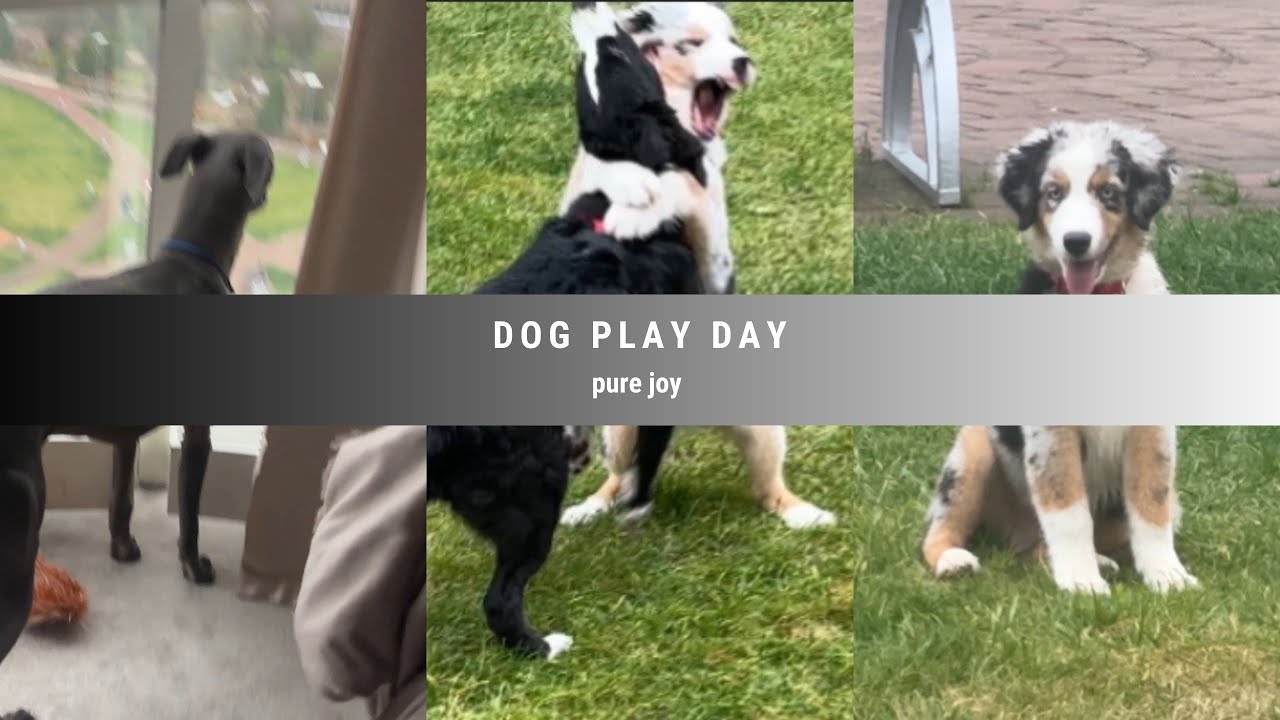 😍PURE PUPPY JOY | HAPPY MOMENT 🥰CUTE