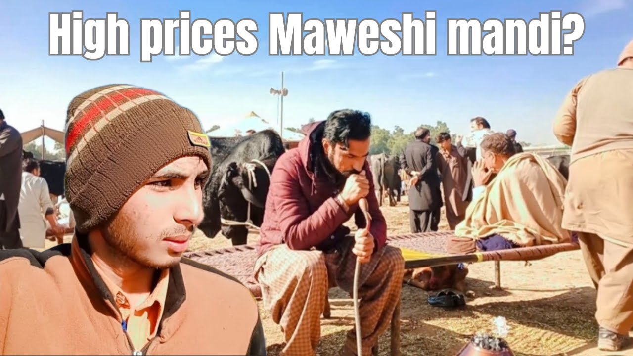 Salam maweshi mandi ki prices hui high? | Salam maweshi mandi in 2026🥶